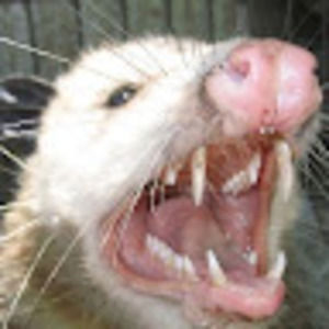 Meet your Posher, Reese